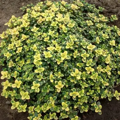 Тимьян ДОННА ВАЛЕЙ лимоннопахнущий в Бобруйске