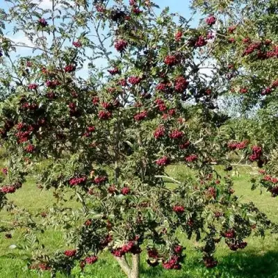 Рябина БУРКА сладкоплодная в Бобруйске