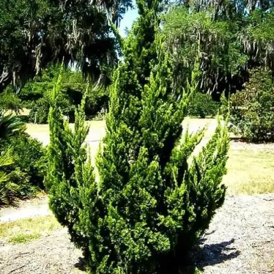 Можжевельник КАЙЗУКА китайский в Бобруйске