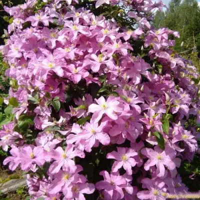 Клематис КОМТЕСС ДЕ БУШО в Бобруйске