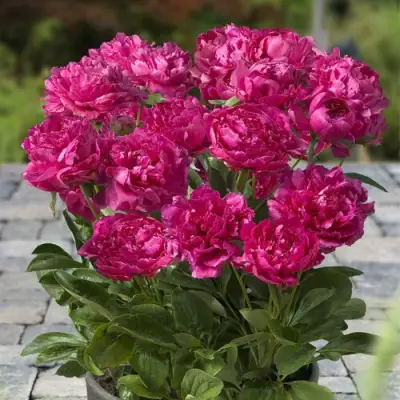 Пион ЛОНДОН травянистый в Бобруйске