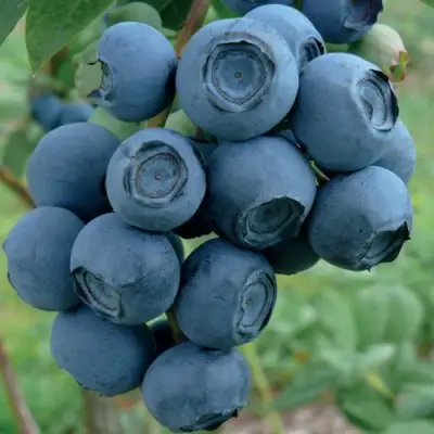 Голубика РУБЕЛ в Бобруйске