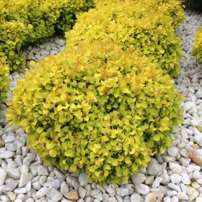 Барбарис БОНАНЗА ГОЛД тунберга в Бобруйске