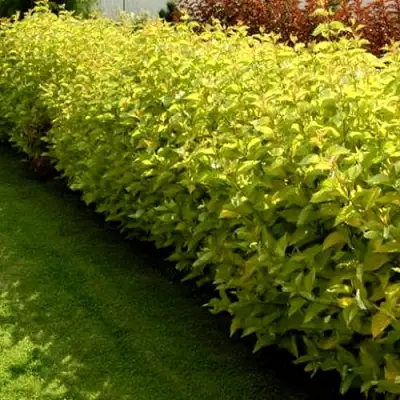 Комплект ДАРТС ГОЛД в Бобруйске