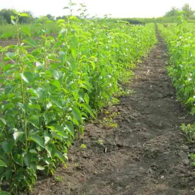 Подвой черешни ДИКАЯ ЧЕРЕШНЯ в Бобруйске