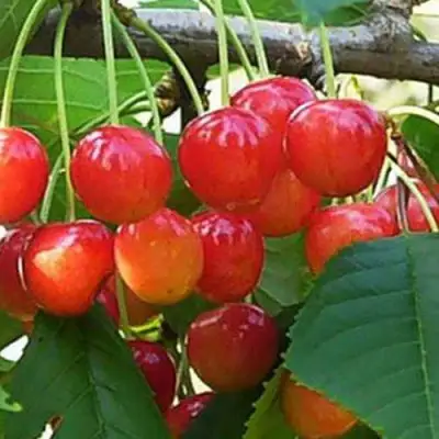 Черешня ДОНЧАНКА в Бобруйске