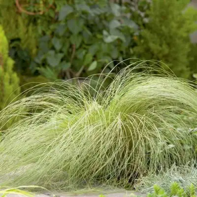 Осока ФРОСТЕД КЕРЛЗ в Бобруйске