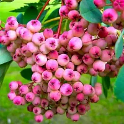 Рябина ПИНК сладкоплодная в Бобруйске