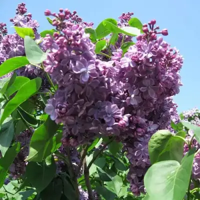 Сирень ВИОЛЕТТА в Бобруйске