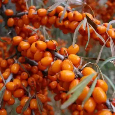 Облепиха ВОРОБЬЕВСКАЯ в Бобруйске