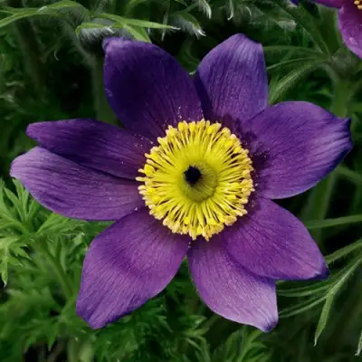 Прострел ПИНВИЛ БЛЮ ШЕЙДЕС в Бобруйске