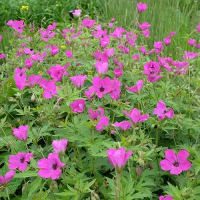 Герань РЕД АДМИРАЛ гибридная в Бобруйске