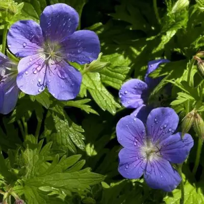 Герань БРУКСАЙД гибридная в Бобруйске