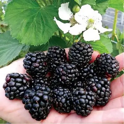 Ежевика РУБЕН ремонтантная  в Бобруйске