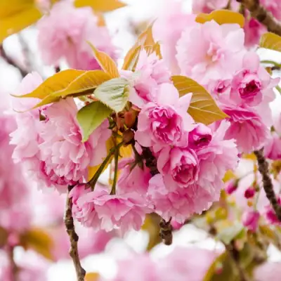 Сакура КАНЗАН в Бобруйске