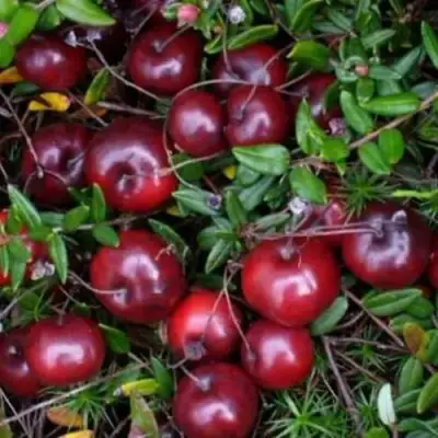 Клюква БЕН ЛИР в Бобруйске