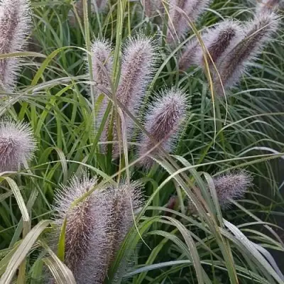 Пеннисетум БЛЭК БЬЮТИ в Бобруйске