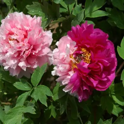 Пион ДВЕ СЕСТРЫ древовидный в Бобруйске