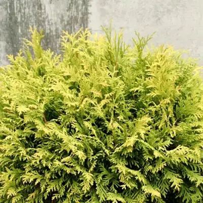 Туя ГОЛДЕН ГЛОБ западная в Бобруйске