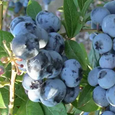 Голубика НОРТЛАНД в Бобруйске