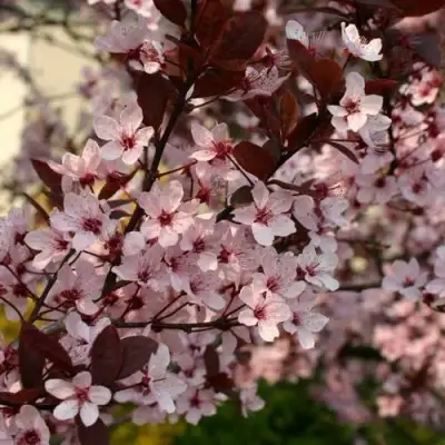 Слива НИГРА растопыреная в Бобруйске