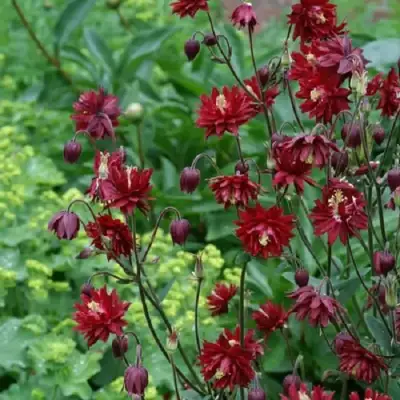 Аквилегия РУБИ ПОРТ обыкновенная в Бобруйске