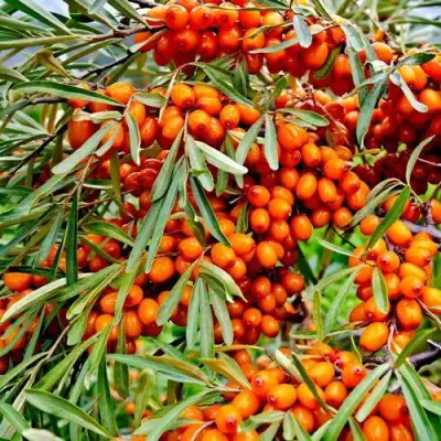 Облепиха ДЖЕМОВАЯ в Бобруйске