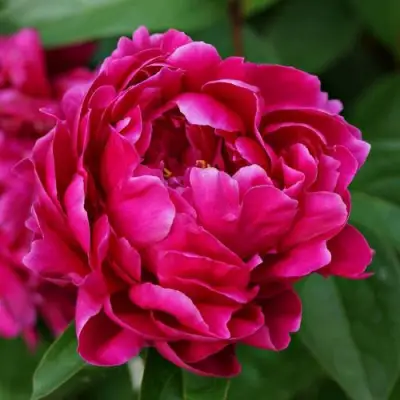 Пион ЛУИ ВАН-ГУТТ травянистый в Бобруйске