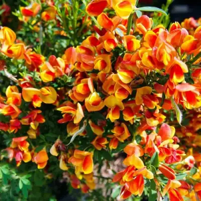 Ракитник АНДРЕАНУС в Бобруйске