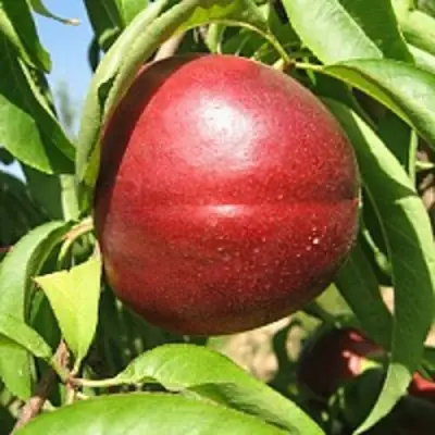 Нектарин ФАНТАЗИЯ в Бобруйске