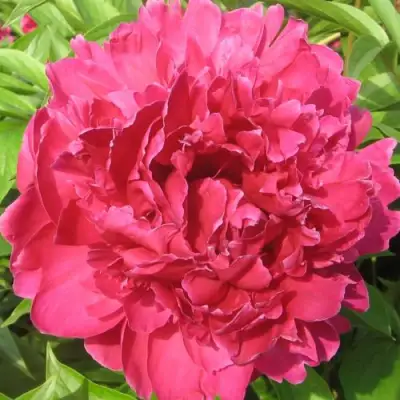 Пион ПУРПУРНЫЙ ФЕНИКС травянистый в Бобруйске