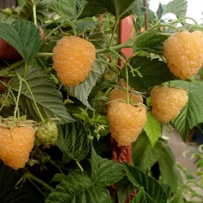 Малина ЗЮГАНА ЗОЛОТАЯ в Бобруйске