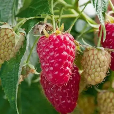 Малина МАРАСТАР в Бобруйске