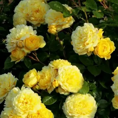 Роза АНИ ДЮПРЕЙ флорибунда в Бобруйске