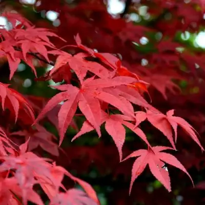 Клен гиннала  в Бобруйске