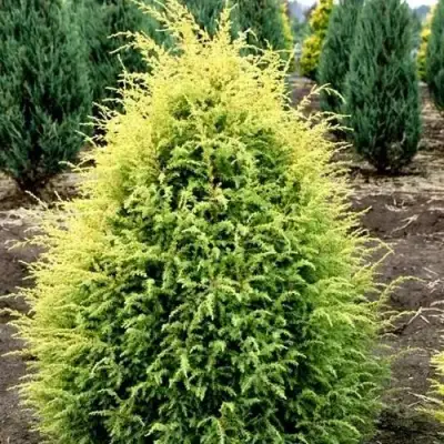 Можжевельник ГОЛД КОН обыкновенный в Бобруйске