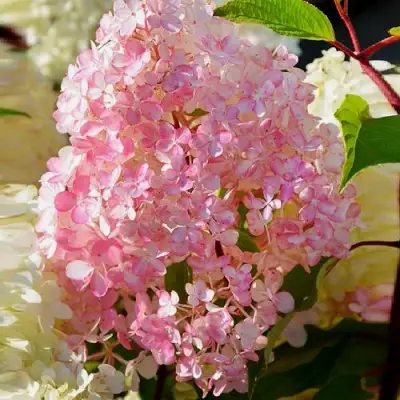 Гортензия ДИАМАНТИНО метельчатая в Бобруйске