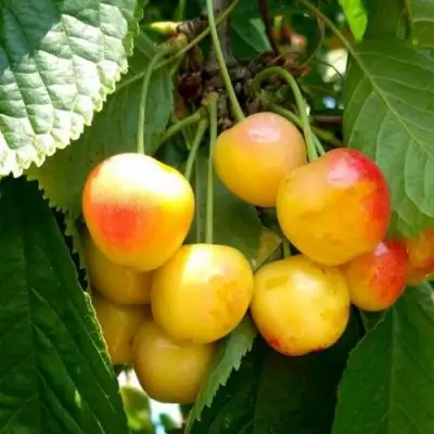 Черешня ЯНТАРНАЯ в Бобруйске