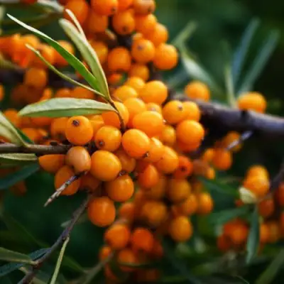 Облепиха МОСКОВСКАЯ ПРОЗРАЧНАЯ в Бобруйске