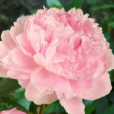 Пион САРА БЕРНАРД травянистый в Бобруйске