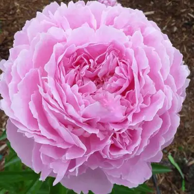 Пион ДЖАКОРМА травянистый в Бобруйске