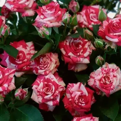 Роза ФАЙЕР ВОРКС миниатюрная в Бобруйске