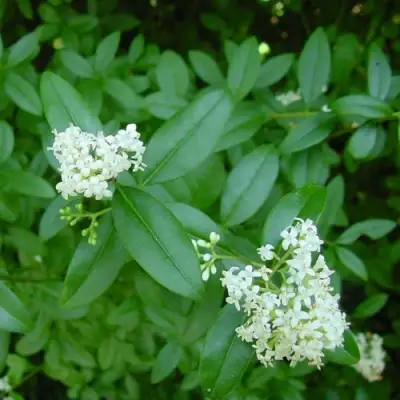 Бирючина обыкновенная АТРОВИРЕНС в Бобруйске