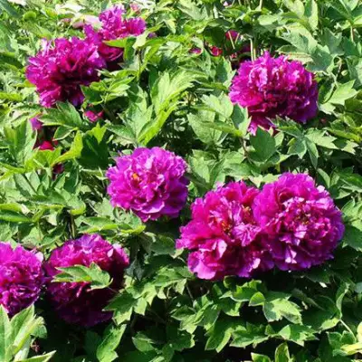 Пион ОРНАМЕНТ древовидный в Бобруйске