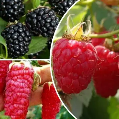 Комплект ЯГОДНЫЙ МИКС в Бобруйске