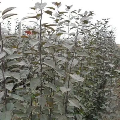 Подвой яблони 54-118 в Бобруйске