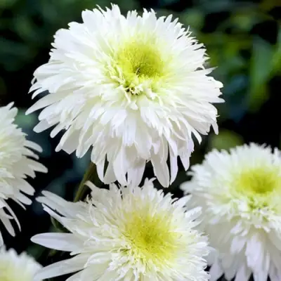 Нивяник ФИОНА ГОГХИЛЛ великолепный в Бобруйске