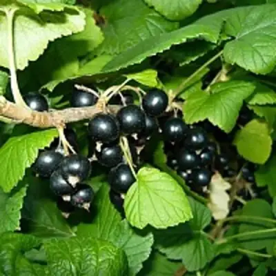 Смородина чёрная ВЕЛОЙ (ЛЕНИНГРАДСКАЯ СЛАДКАЯ) в Бобруйске