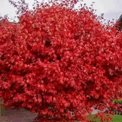 Клен гиннала  в Бобруйске