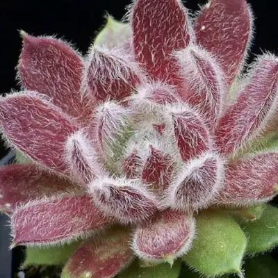 Молодило ТАРАНТУЛА в Бобруйске